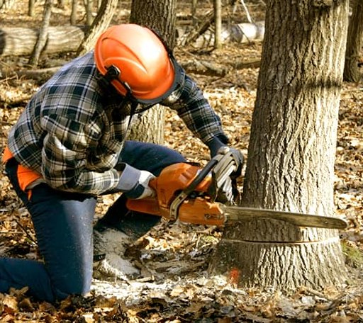 Tree Removal in Somerset Center, MI